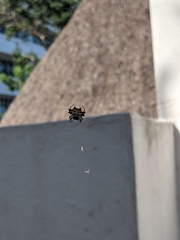 Gasteracantha cancriformis