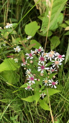 Symphyotrichum lateriflorum