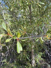 Populus angustifolia