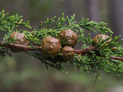 Cupressus goveniana