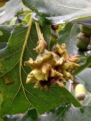 Andricus quercuscalicis