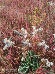 Limonium duriusculum