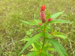Celosia