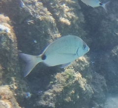 Diplodus sargus