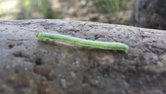 Trichoplusia ni