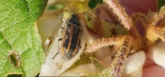 Astylus quadrilineatus