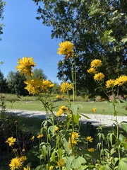 Silphium perfoliatum