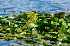 Nuphar polysepala