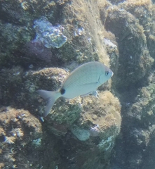 Diplodus sargus
