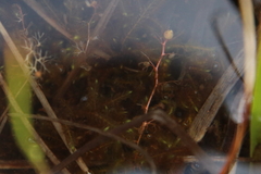 Utricularia minor