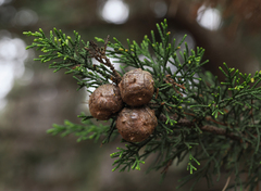 Cupressus goveniana