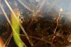 Utricularia minor