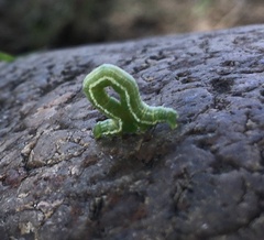 Trichoplusia ni