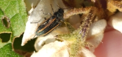 Astylus quadrilineatus