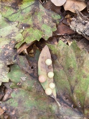 Belonocnema treatae