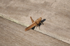 Schistocerca damnifica