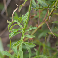 Nepeta multifida