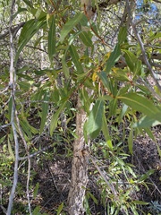 Populus angustifolia