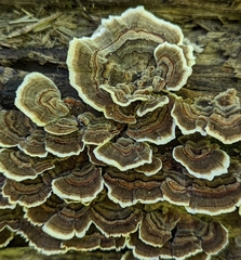 Trametes versicolor