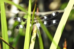 Libellula pulchella
