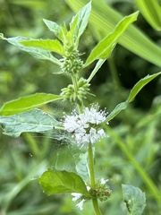 Mentha canadensis