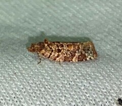 Argyrotaenia tabulana