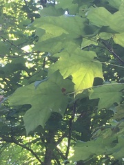 Acer nigrum