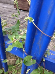 Fallopia convolvulus