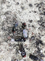 Milichiidae