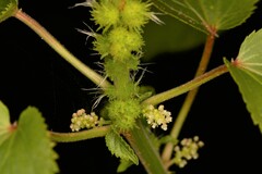 Acalypha ostryifolia