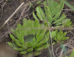 Orostachys spinosa