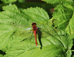 Sympetrum internum