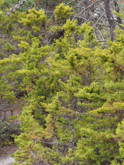 Cupressus goveniana