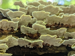 Trametes versicolor