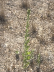 Heterotheca grandiflora