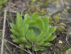 Orostachys spinosa