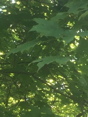 Acer nigrum