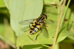 Helophilus fasciatus