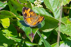 Phyciodes