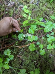 Boykinia occidentalis