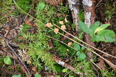 Hydnum umbilicatum
