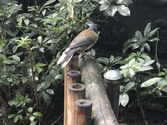 Pterorhinus courtoisi