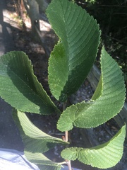 Ulmus rubra