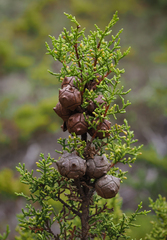Cupressus goveniana