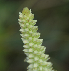 Orostachys spinosa