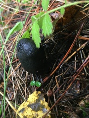 Camarops petersii