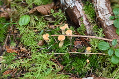 Hydnum umbilicatum