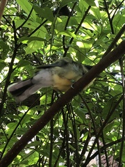 Pterorhinus courtoisi