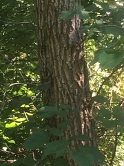 Ulmus rubra