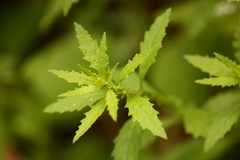 Dysphania ambrosioides